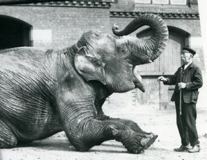Elefante indio hembra 